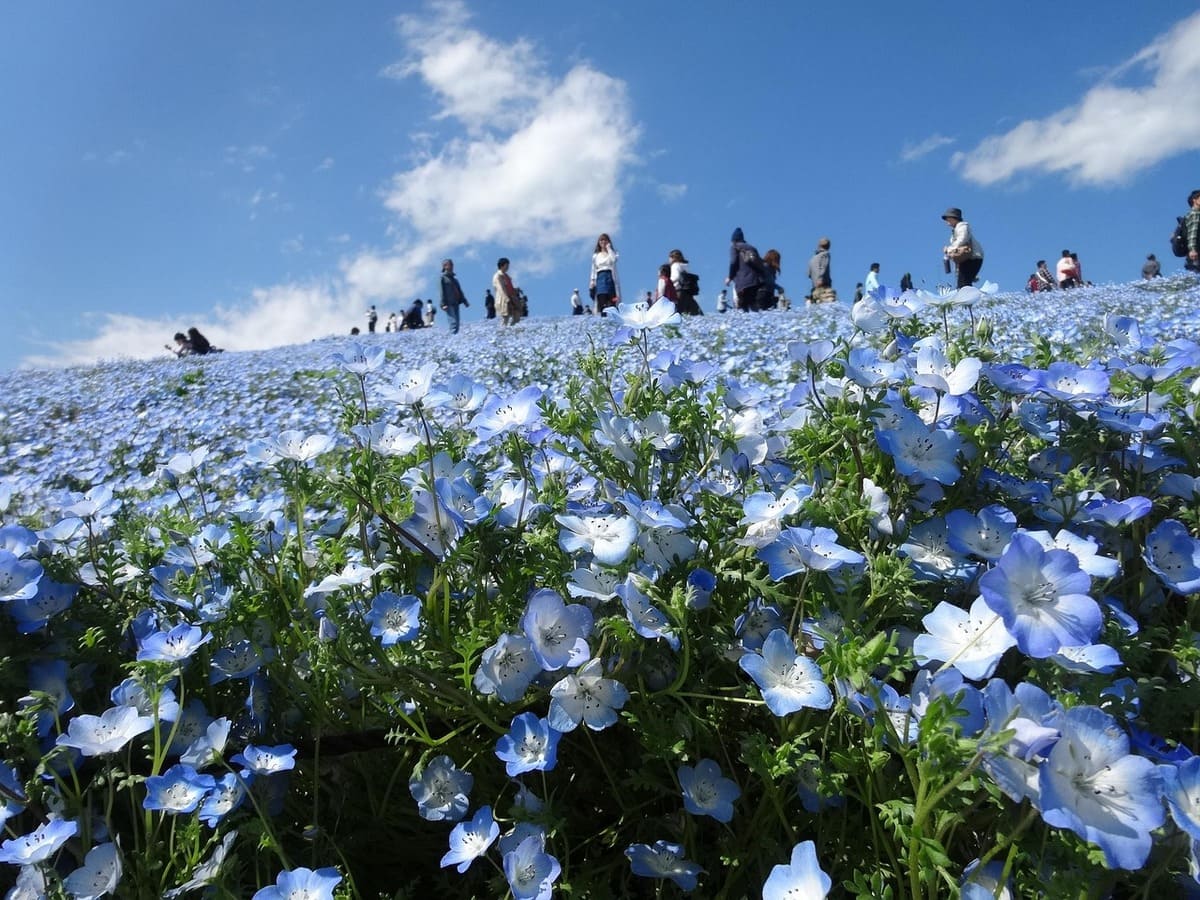 hitachi seaside park ประกันเดินทางวิริยะ